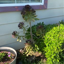 Suculent Flower Plant