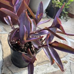 Beautiful Purple Plant In 1 Gallon Container 