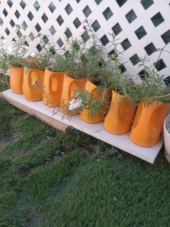 Plants $2 each