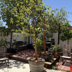 Giant Asian Guava Tree
