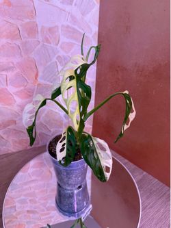 Monstera Albo Adansonii Plant - 5inch #11