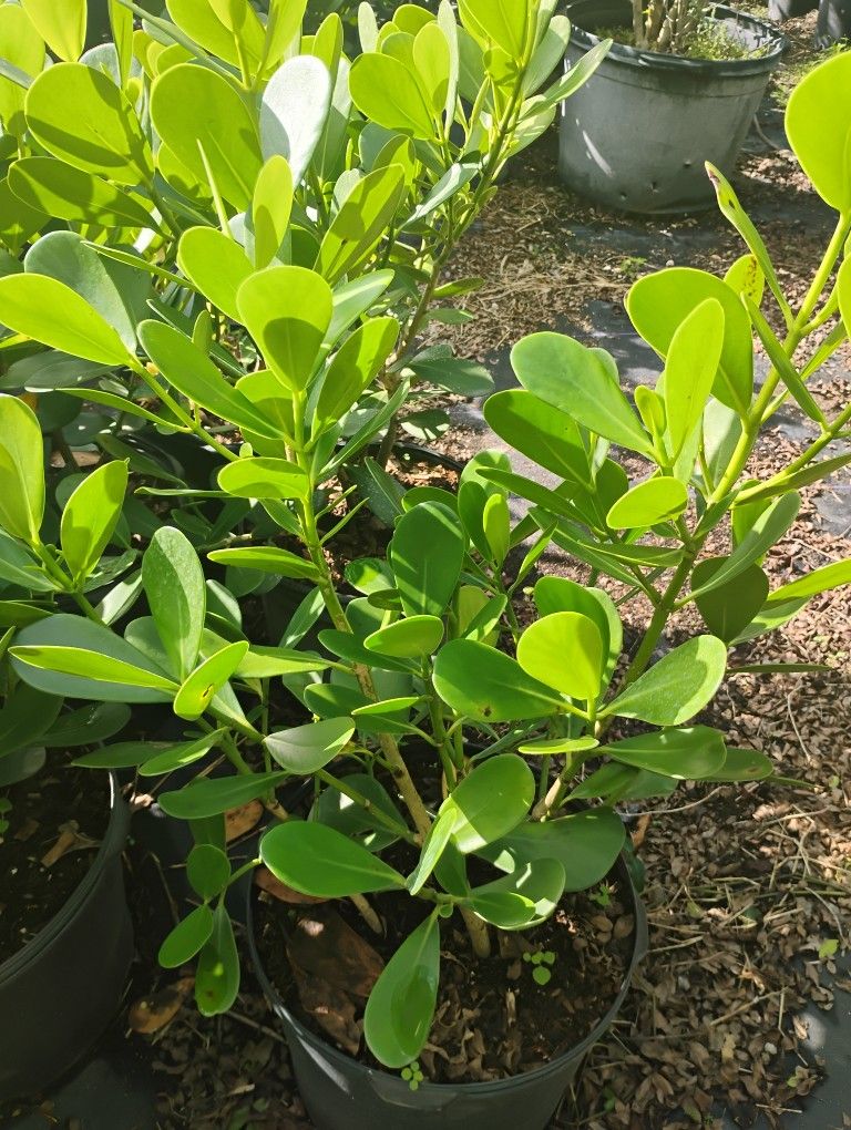 Sale! Clusia Hedges 2.5-3ft🏡$13