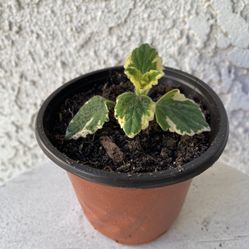 4 Inch Pot Succulent Plant - Swedish Ivy - Plectranthus Forsteri Marginatus Variegated - Established Plant - Drought Resistant - 🪴