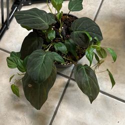 Philodendron 