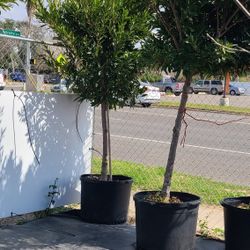 Japanese Blueberry Trees 30gallon 