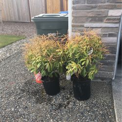 3 Pieris Plants