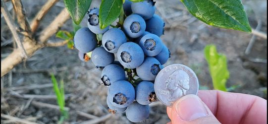 🫐 🫐 NO SPRAY BLUEBERRIES U-PICK IN EVERSON $2/LB 🫐🫐