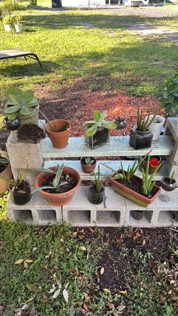 Plants