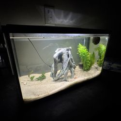 10 Gallon Aquarium With Stand 