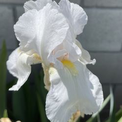 Bearded Irises