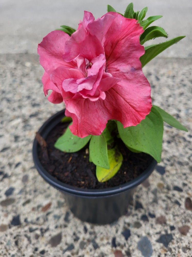 Rare Madness Double Pink Petunia Flower Plants! Several Colors Available!