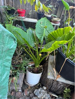 Plant elephant ear 5 gallon container .