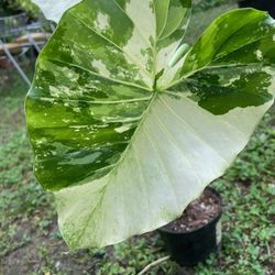 Large Alocasia Dawn Plant ( Pls Read Description Below)