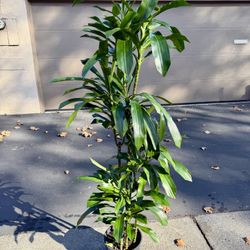 Beautiful Real Indoor $40