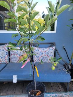 Fruiting MULTIGRAFTED APPLE TREE 