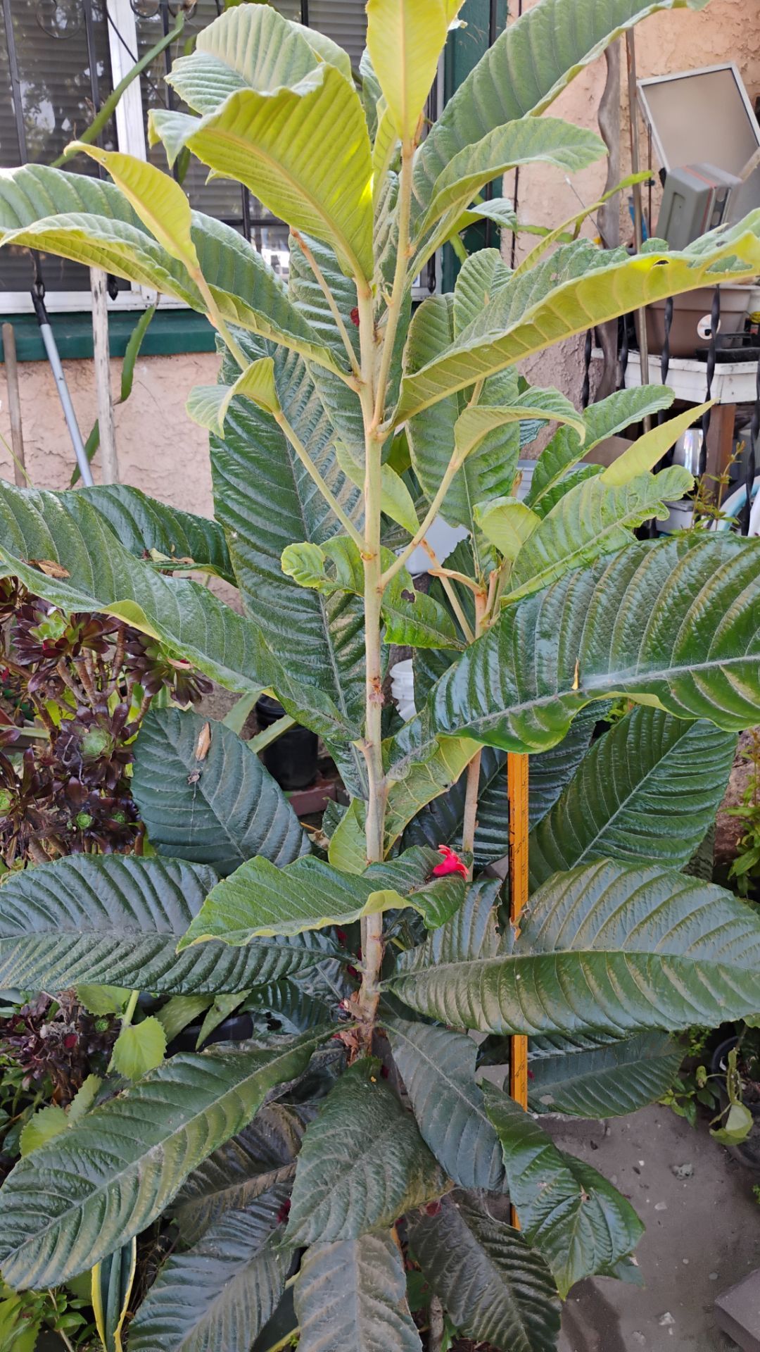 Loquat fruit tree; nispero; not Salvadorean nispero