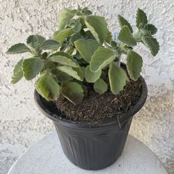 1 Gallon Pot Rare Succulent Plant - Plectranthus Amboinicus - Comfort Plant, Cuban Oregano - Rooted & Established - Drought Resistant - 🪴