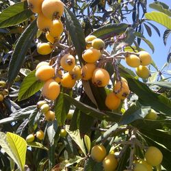Plantas De Misperos.  Loquat Plants. 