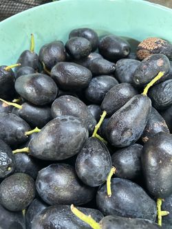 Tres  aguacates  por
