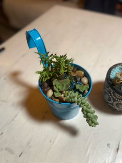 Succulent Creations- make great gifts