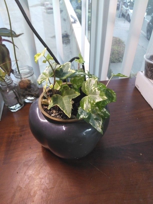 Variegated English Ivy