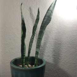 Snake Plant+ Beautiful Ceramic Planter