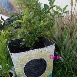 Healthy Tangerine Trees 