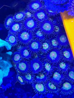 King Midas Zoas