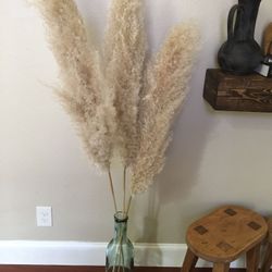 Xl pampas steams