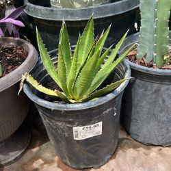 Agave And Aloe Vera