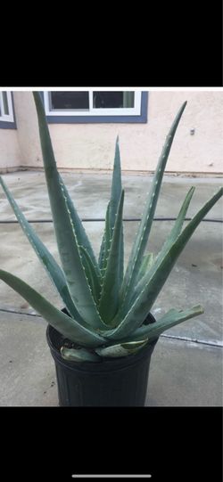 Aloe Vera Medicinal Plant In 5 Gallon Pot