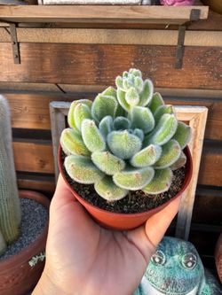 Echeveria Doris Taylor