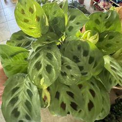 Green Maranta Frost Plant 