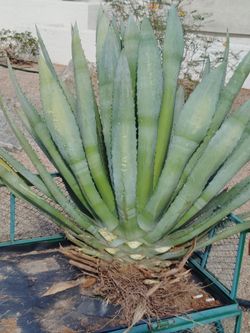 Blue agave palmier