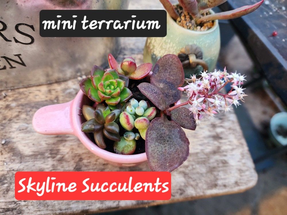 MINI SUCCULENTS AND MORE. SALE THIS SUNDAY ARRANGEMENTS TOO SUNDAY