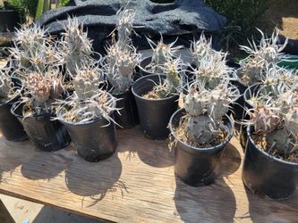 Paper Spine Cactus
