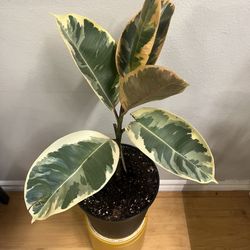 1.5ft White/Pink Rubber Tree
