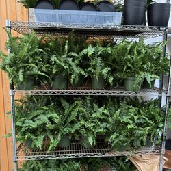 BULK PLANTS AVAILABLE 