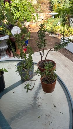 Miniature pine tree $7 each cassula tetragona