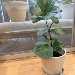 Figgle Plant With Pot 