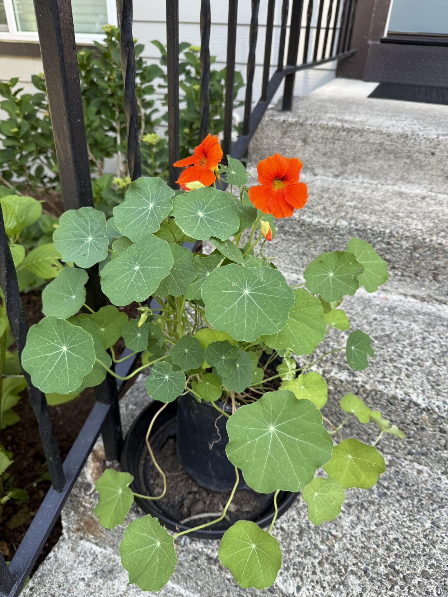 Nasturtium Large And Smaller Pots Vibrant Colors Just Started To Bloom