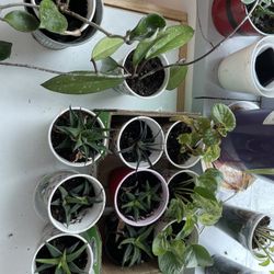 Plant In Picture, $5 Each