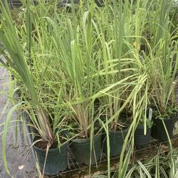 LEMON GRASS