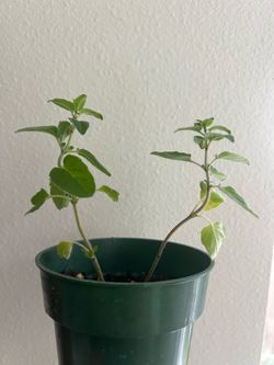 Oregano plant