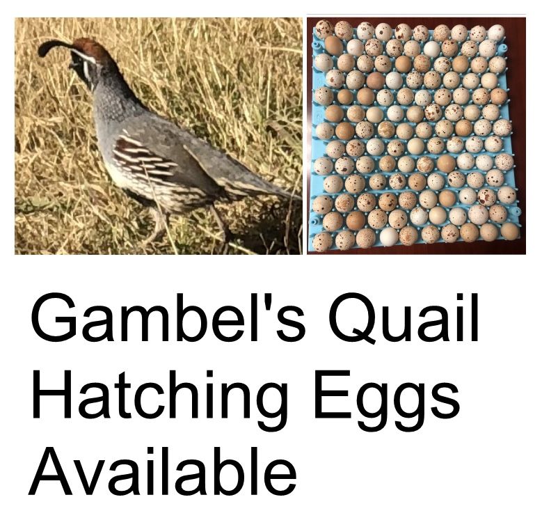 Gambel’s Quail Eggs