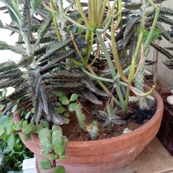 Large Clay Pot Assortment Of Plants 