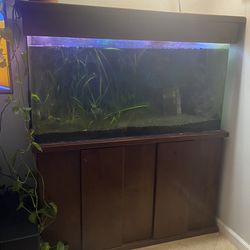 75 Gallon Fresh Water Fish Tank
