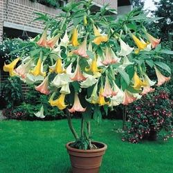 MUTI COLOR TRUMPET ANGEL PLANT 🪴, 3 GALLONS, (ORANGE,YELLOW  & WHITE ) FROM  $ 10.00 TO $ 15.00 DEPEND THE HIGH QUALITY 