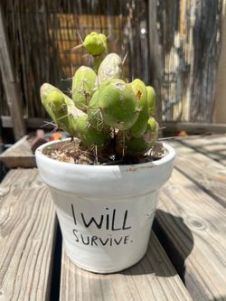 Cactus in an ‘I Will Survive’ pot