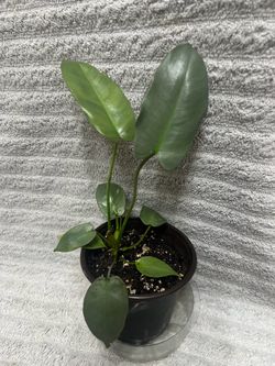 Plant